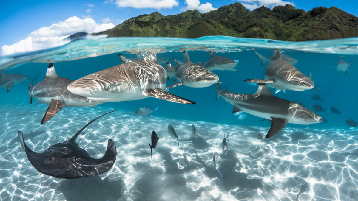 Tahiti, grande acquario della Terra, ph Grégory Lecoeur