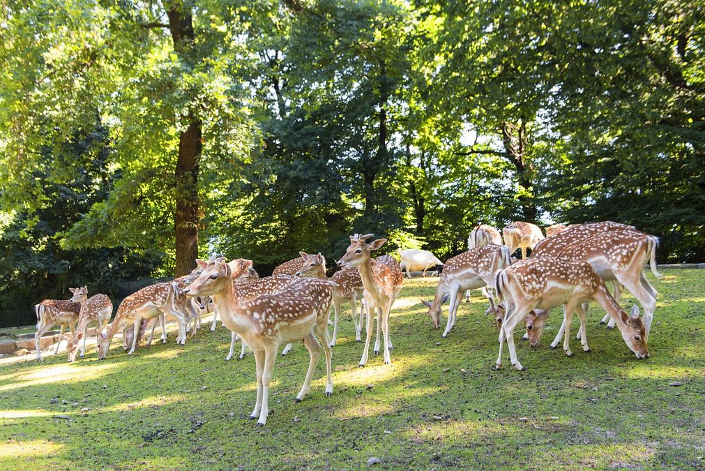 © Ente del Turismo  | Castelli di Cannero